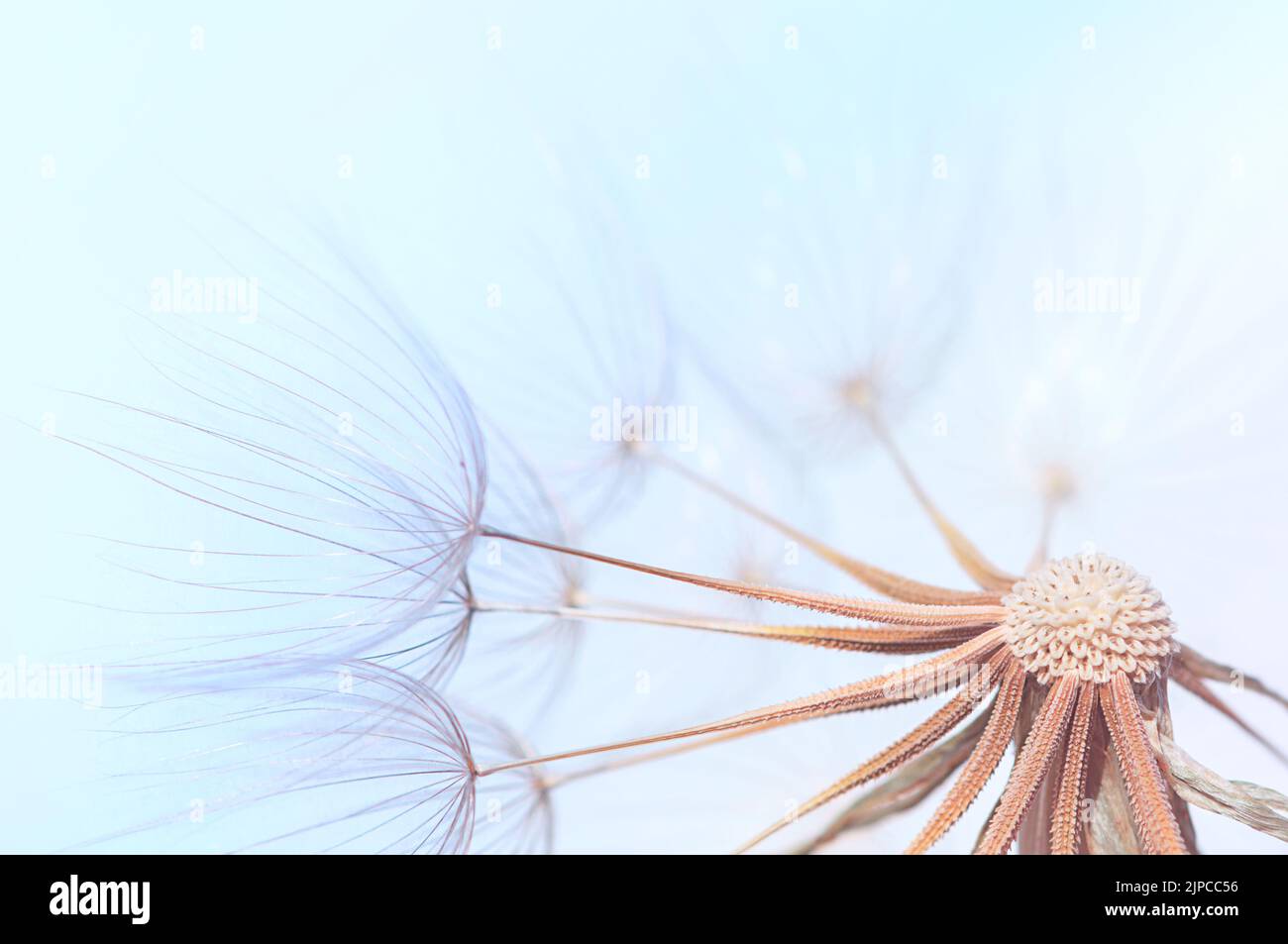 Die Samen des Dandelions werden in Nahaufnahme auf einem Hintergrund des blauen Himmels dargestellt Stockfoto