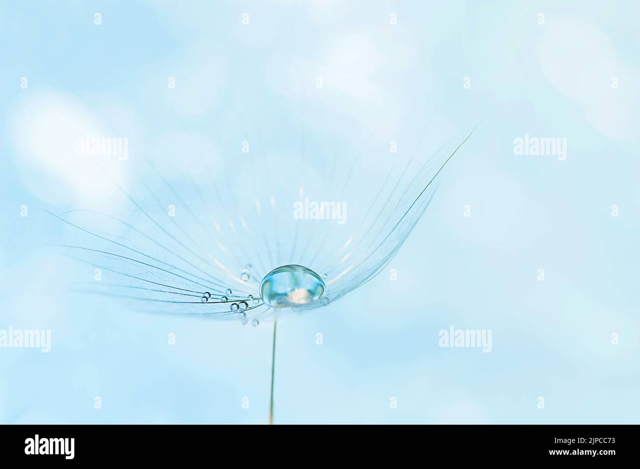 Schöner Wassertropfen auf einem Sandelionsaatmakro in der Natur. Stockfoto