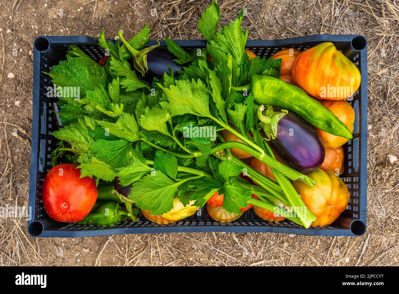 Gemüsekachtel, Tomaten, Sellerie, Pfeffer und Aubergine. Gemüse aus Bio-Garten. Abruzzen, Italien, Europa Stockfoto