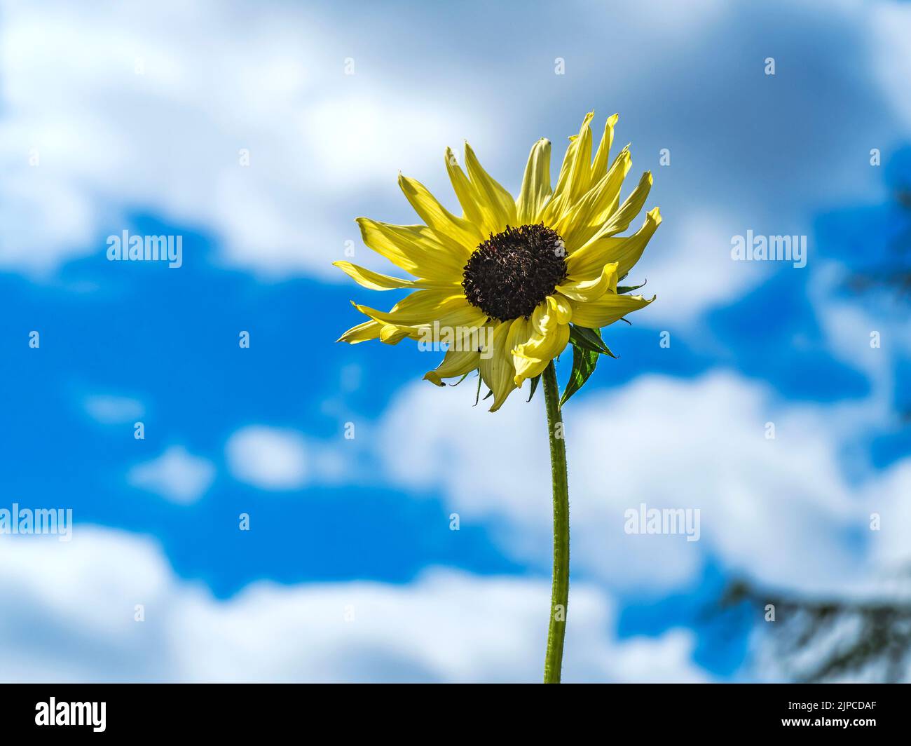 Schmale, blättrige Sonnenblume und ein wolkiger blauer Sommerhimmel Stockfoto