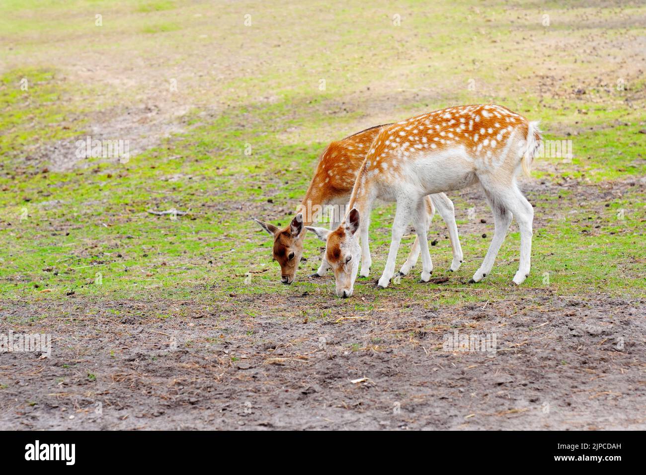 Gefleckte Hirsche auf grünem Feld. Das Chital oder cheetal, auch als Gefleckter Hirsch oder Achsenhirsch bekannt. Stockfoto