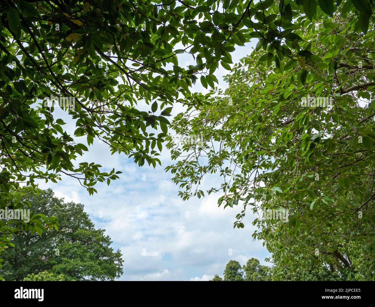 Blick durch grünes Laub zu einem wolkenblauen Sommerhimmel Stockfoto