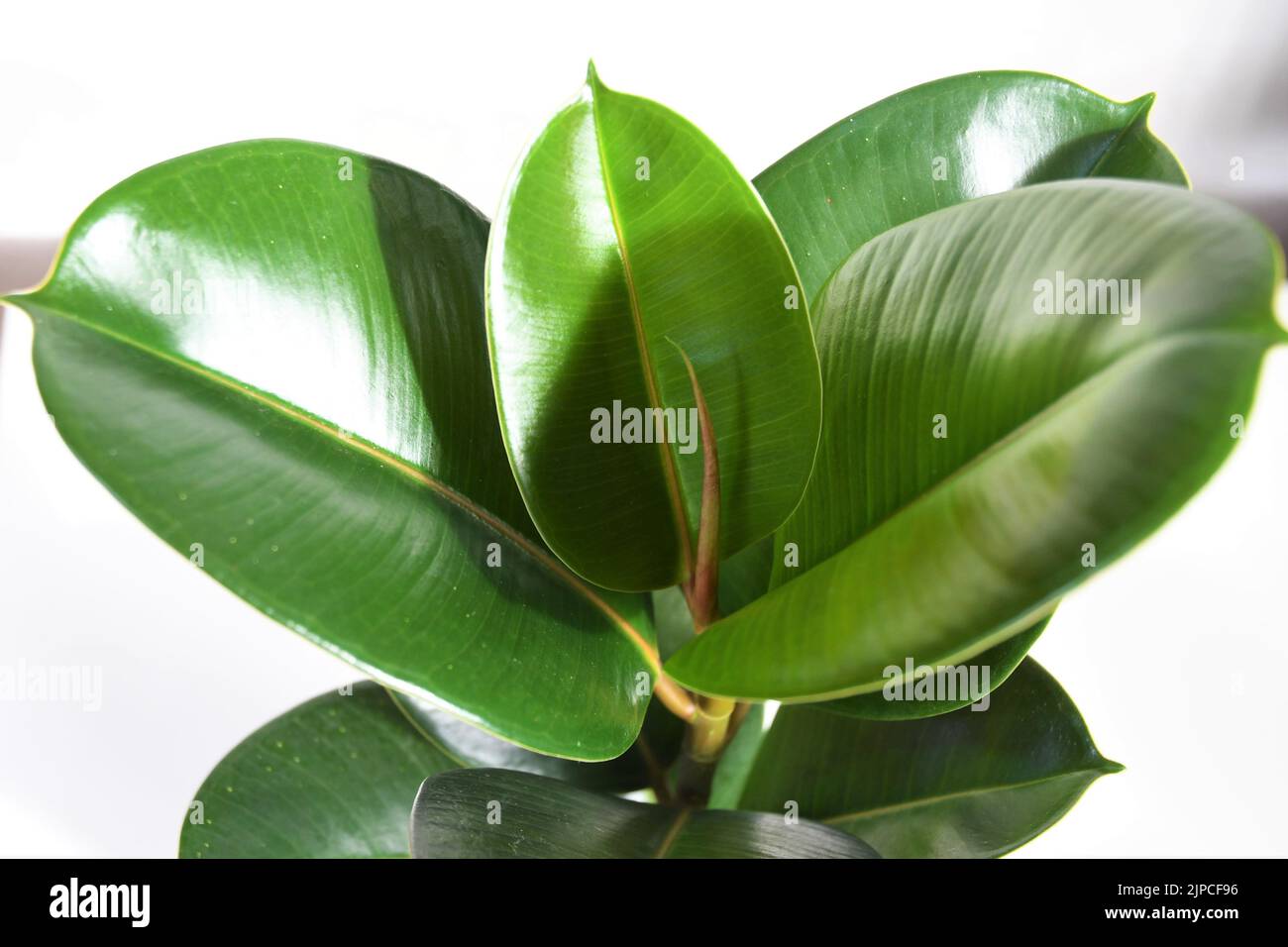 Ficus elastica Fotos und Bildmaterial in hoher Auflösung Alamy
