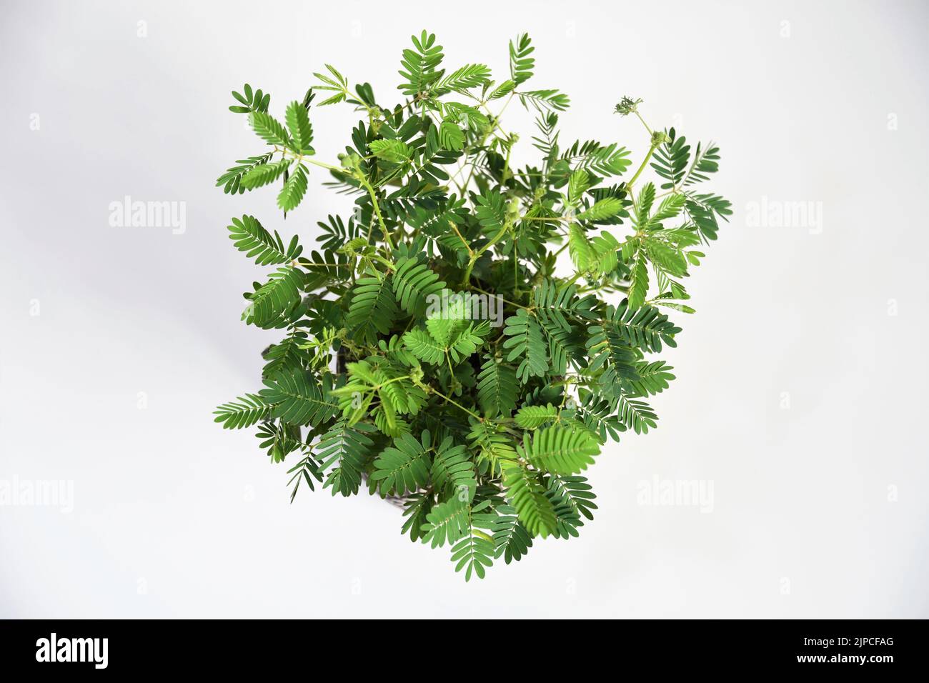 Mimosa pudica Zimmerpflanze, auch bekannt als empfindliche Pflanze, verschlamme Pflanze, Action-Pflanze, Touch-Me-Not und Schampflanze. Isoliert vor weißem Hintergrund Stockfoto