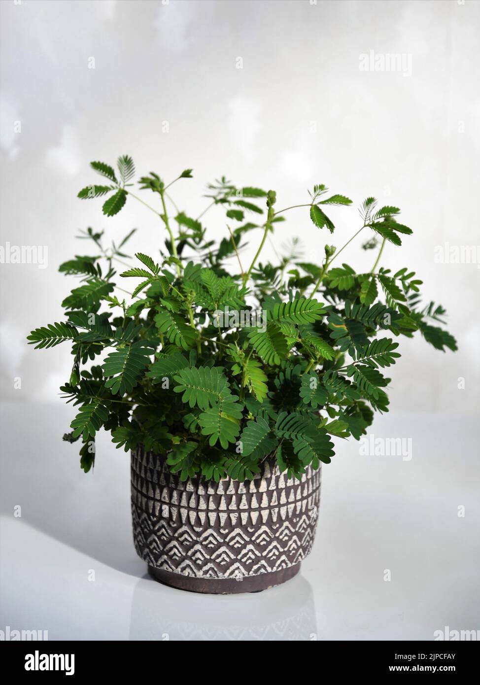 Mimosa pudica Zimmerpflanze, auch bekannt als empfindliche Pflanze, verschlamme Pflanze, Action-Pflanze, Touch-Me-Not und Schampflanze. Grüne Pflanze in einem violetten Topf. Stockfoto