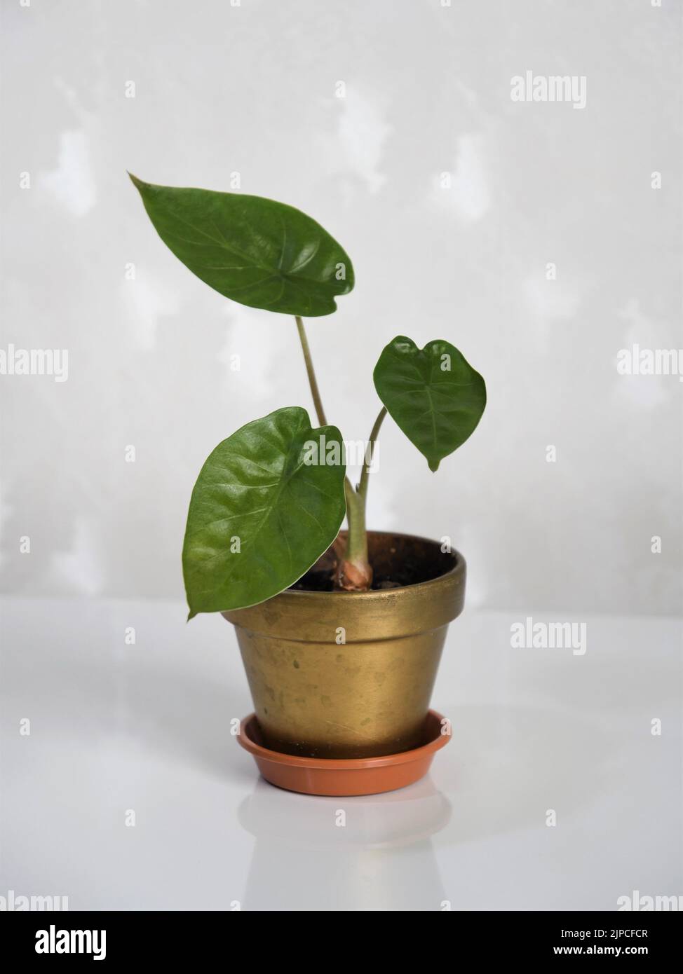 Alocasia wentii Zimmerpflanze, allgemein bekannt als Elefantenohrpflanze, in einem Goldtopf. Isoliert vor weißem Hintergrund. Hochformat. Stockfoto