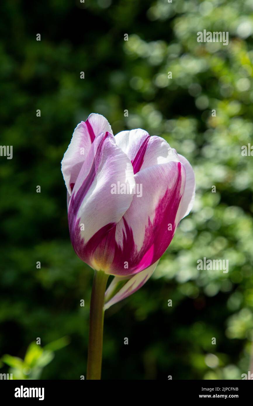 Garten mit Rem's Lieblings-Tulpen Tulpen Tulpen blühende Tulpen in einem Garten Grenzen Frühling Frühling Frühling April Mai UK Rems Stockfoto