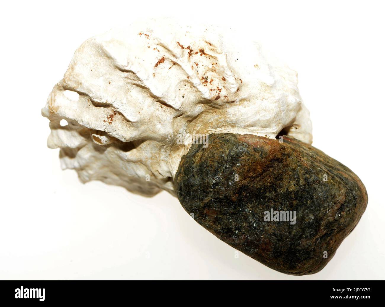 SheDie Gastropoden, allgemein bekannt als Schnecken und Schnecken, gehören zu einer großen taxonomischen Klasse von Wirbellosen innerhalb des Stammes Molluska genannt Gastropoda Stockfoto