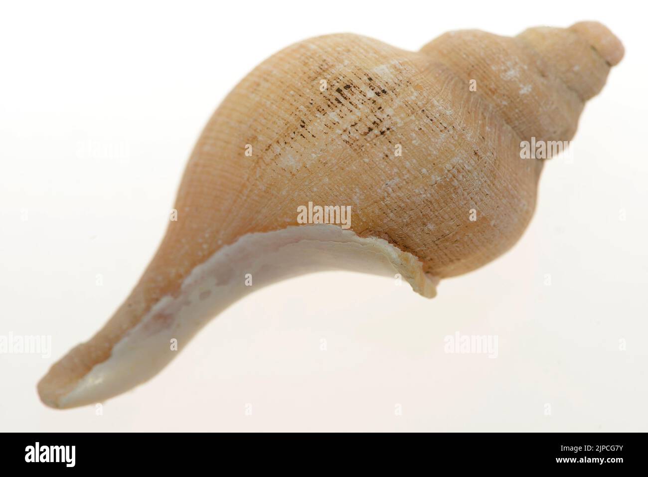 SheDie Gastropoden, allgemein bekannt als Schnecken und Schnecken, gehören zu einer großen taxonomischen Klasse von Wirbellosen innerhalb des Stammes Molluska genannt Gastropoda Stockfoto