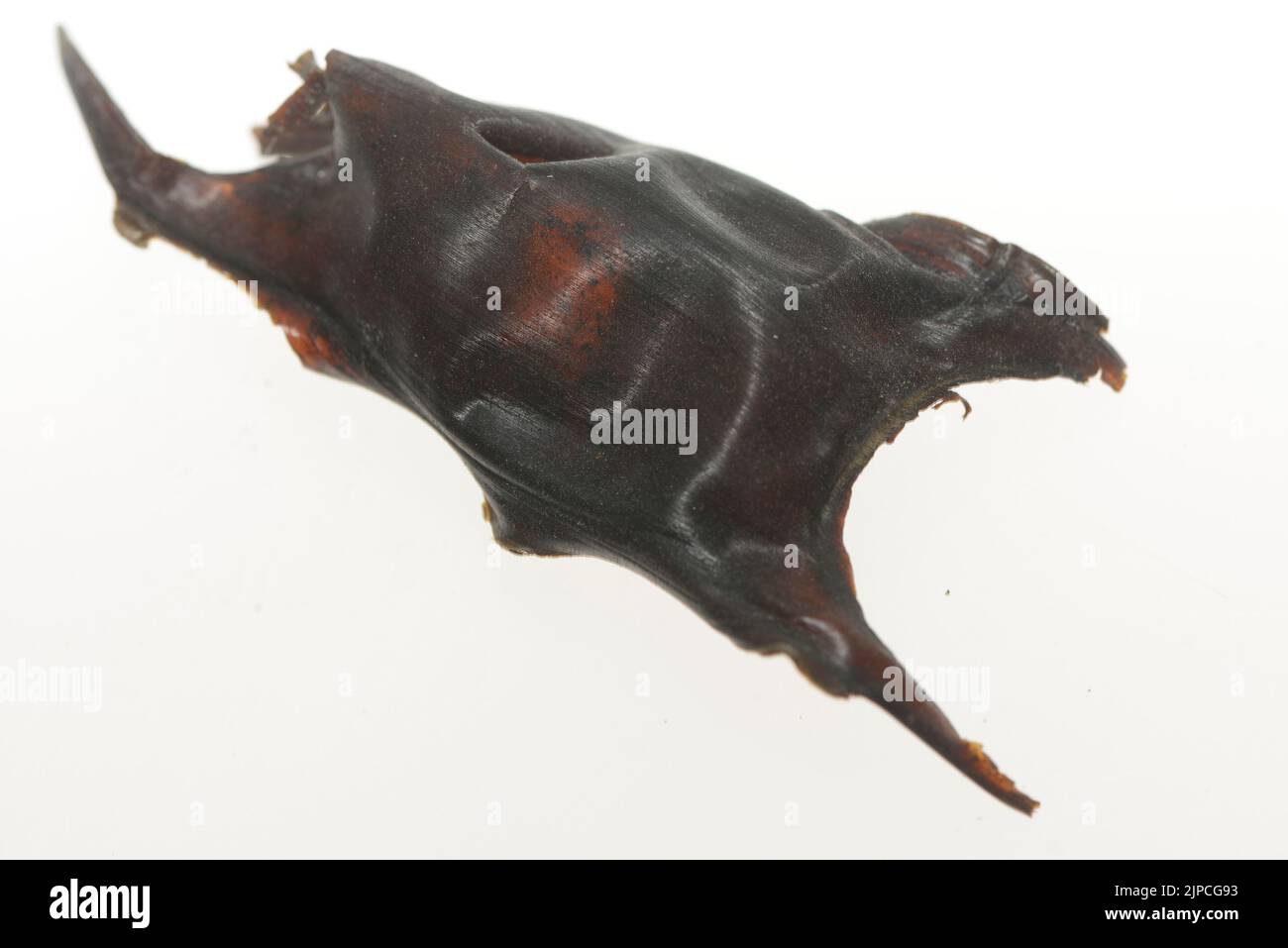 Ray - Ei, ist ein organisches Gefäß, das von einem Tier angebaut wird, um eine möglicherweise befruchtete Eizelle (eine Zygote) zu tragen und daraus einen Embryo innerhalb der EG zu bebrüten Stockfoto