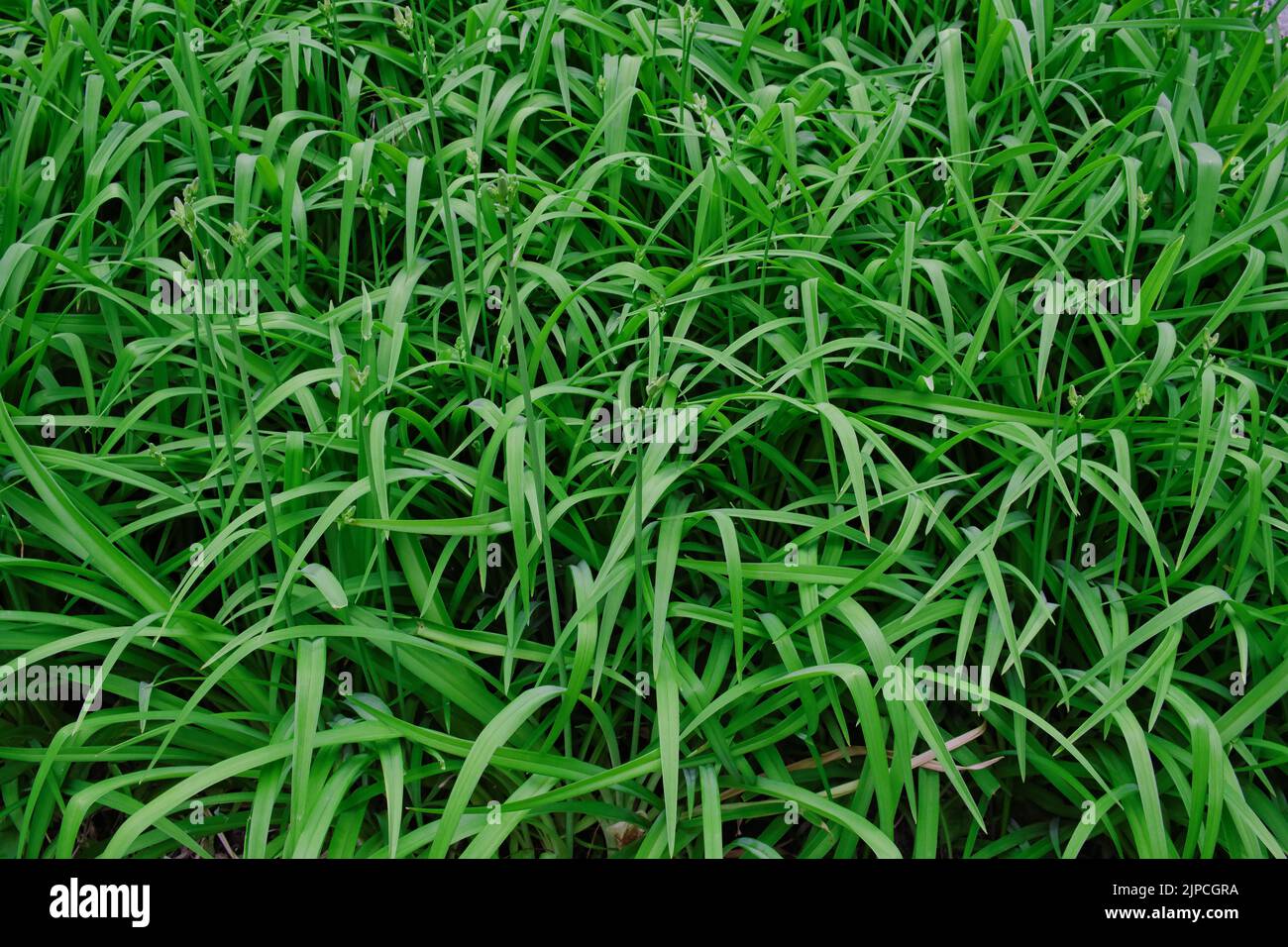 Textur eines hohen grünen Grases im Feld. Natürlicher Hintergrund. Stockfoto