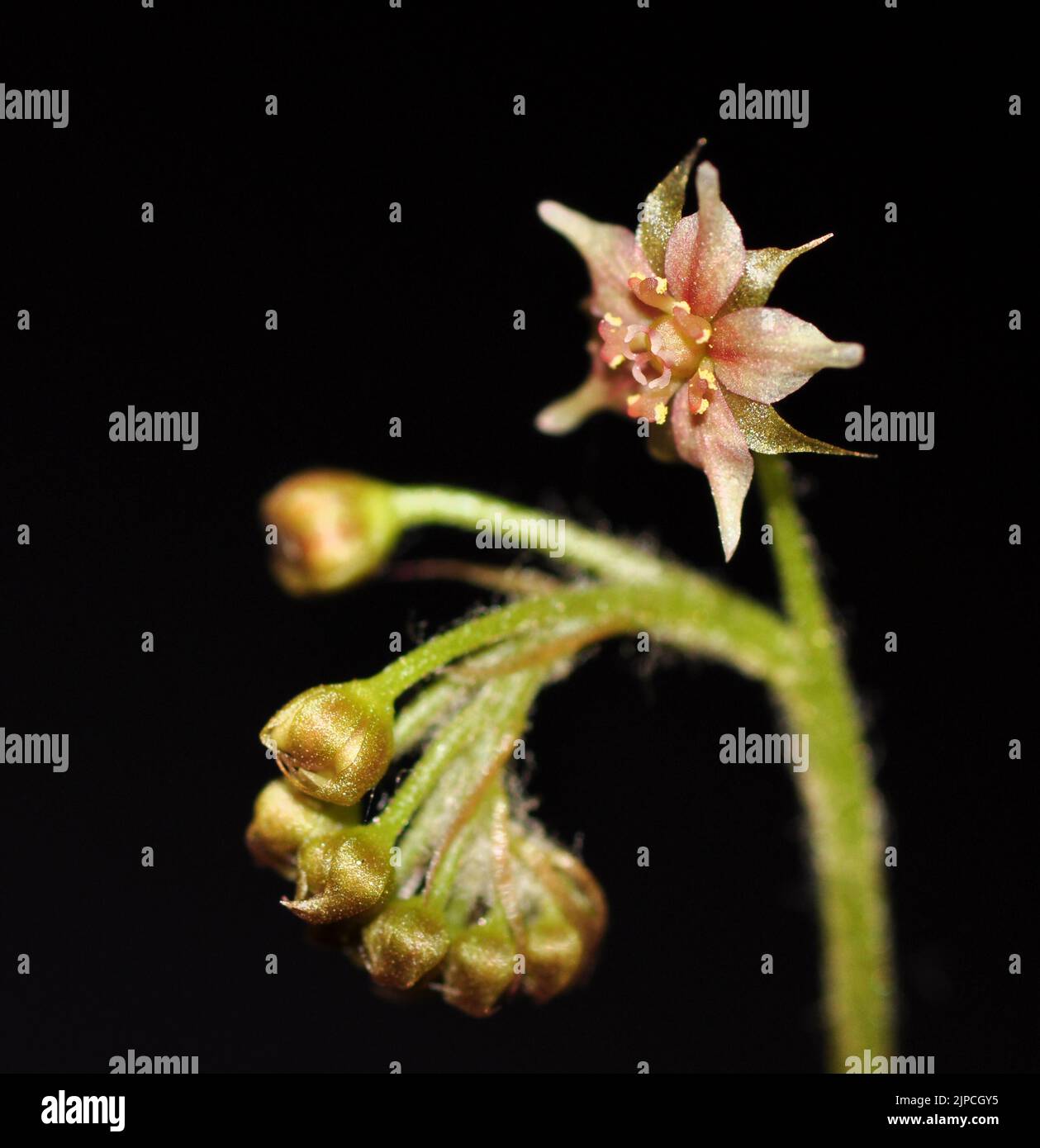 Drosera adelae Blume Stockfoto