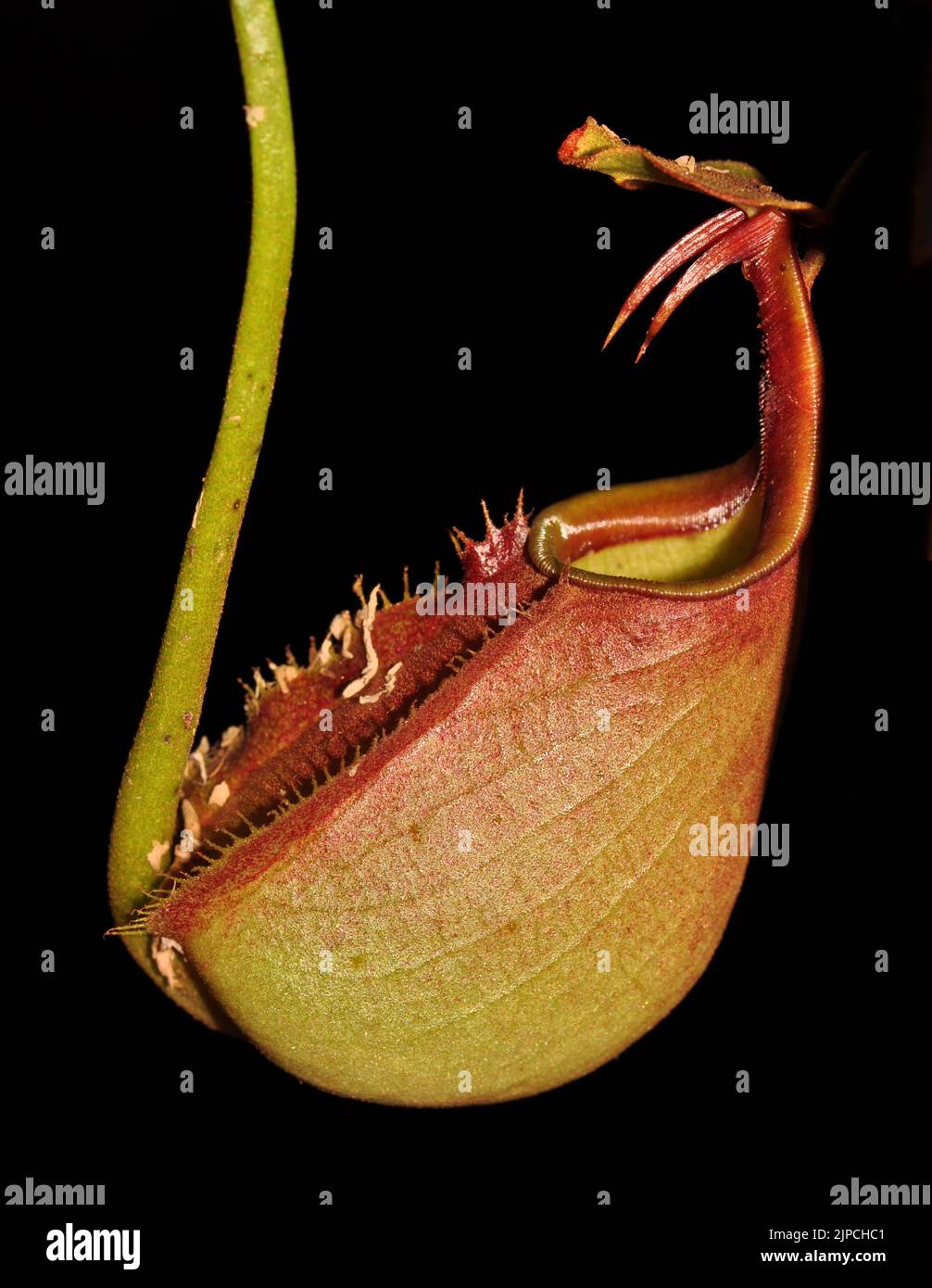 Nepenthes bicalcarata Stockfoto