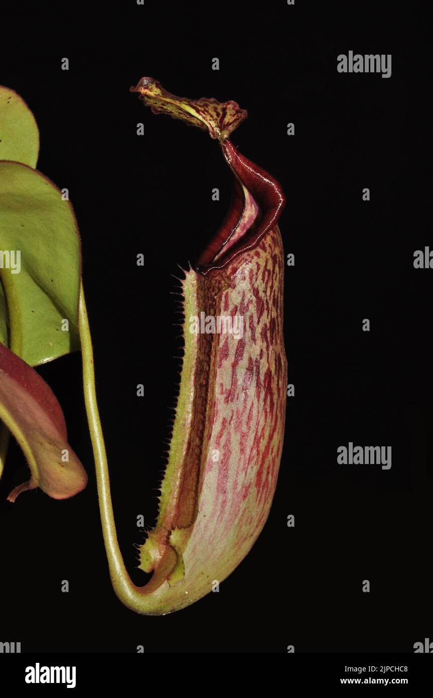 Nepenthes Maxima Stockfoto