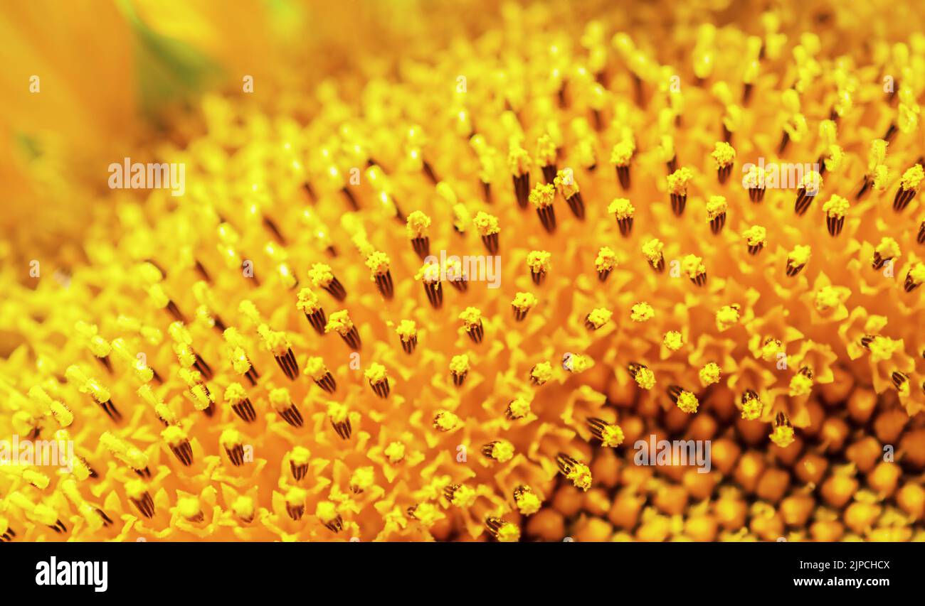 Leuchtend gelbe Sonnenblumen stamen aus nächster Nähe, Schönheit in der Natur Stockfoto