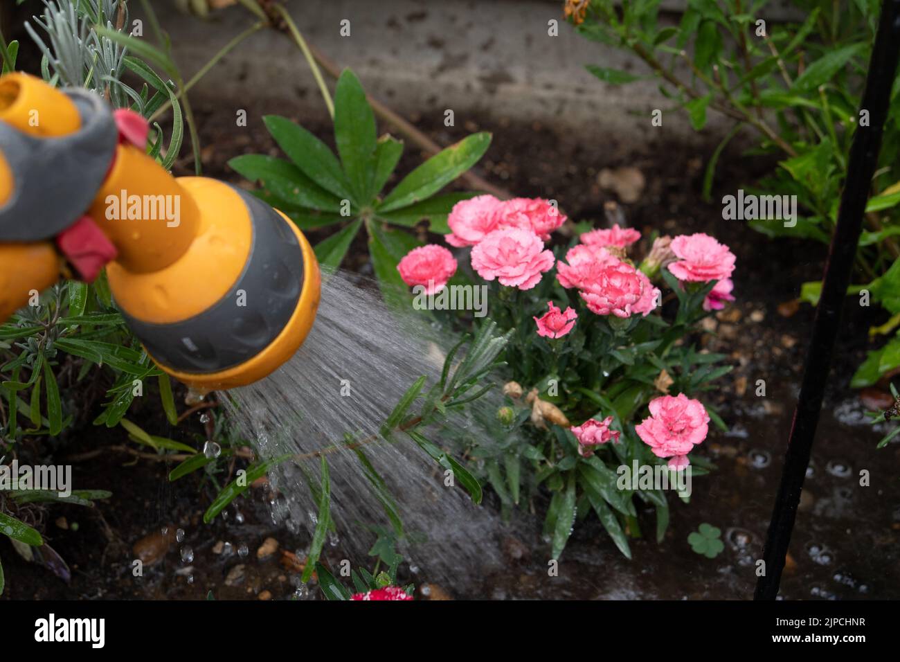 Slough, berkshire, Großbritannien. 17.. August 2022. Ein Gärtner wässert Blumen. Thames Water hat heute bekannt gegeben, dass ab Mittwoch, dem 24.. August, ein Schlauchleitungsverbot für seine 15 Millionen Kunden in Kraft tritt. Nach der Hitzewelle und der anhaltenden Dürre bleiben die Stände der Wasserreservoirs viel niedriger als gewöhnlich. Quelle: Maureen McLean/Alamy Live News Stockfoto