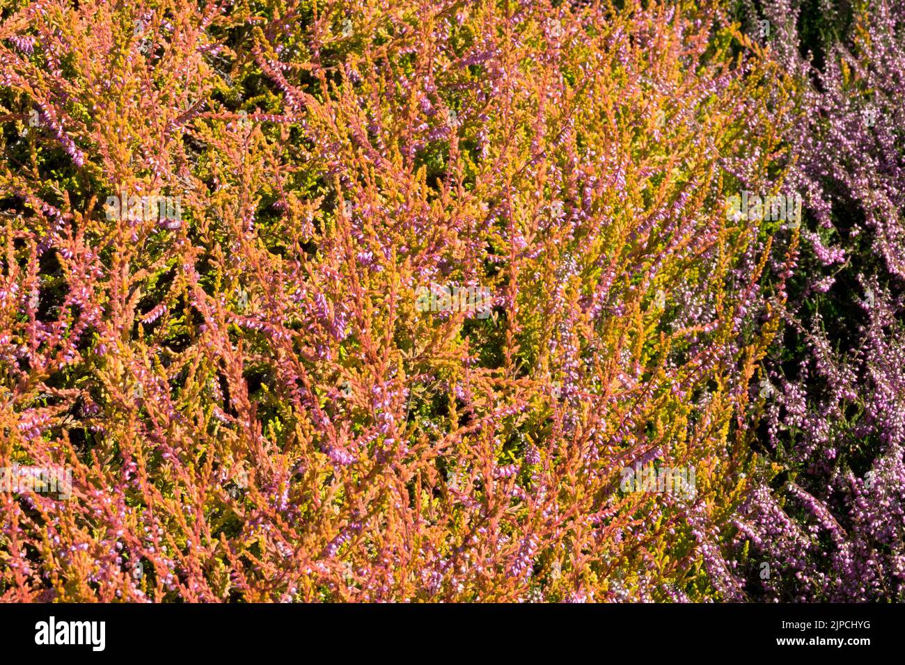 Blühend, Calluna vulgaris, „Wickwar Flame“, Calluna Heather, blühend ...