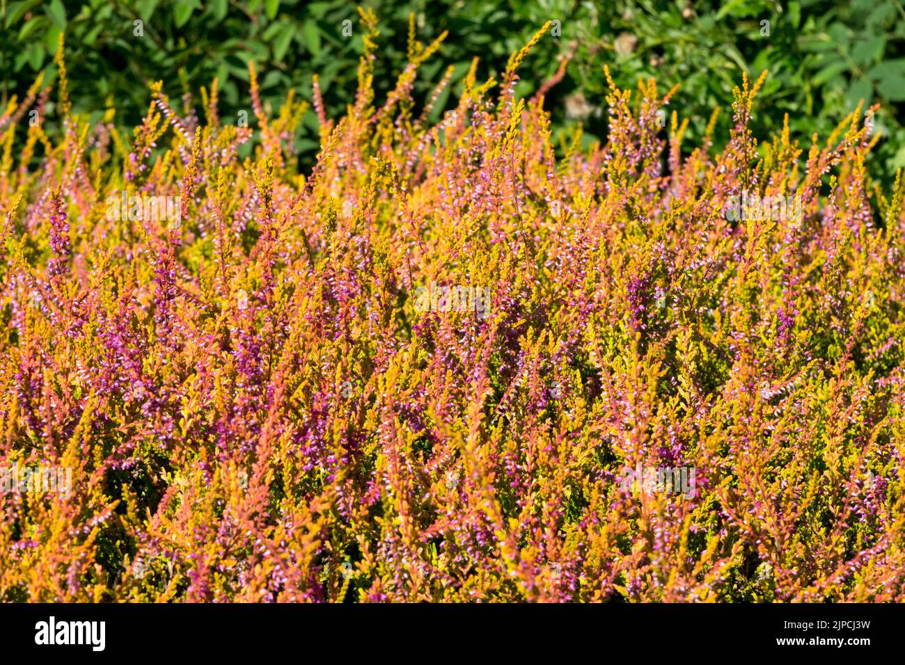 Blooming, Calluna vulgaris, „Wickwar Flame“, Calluna heather, Flowering ...