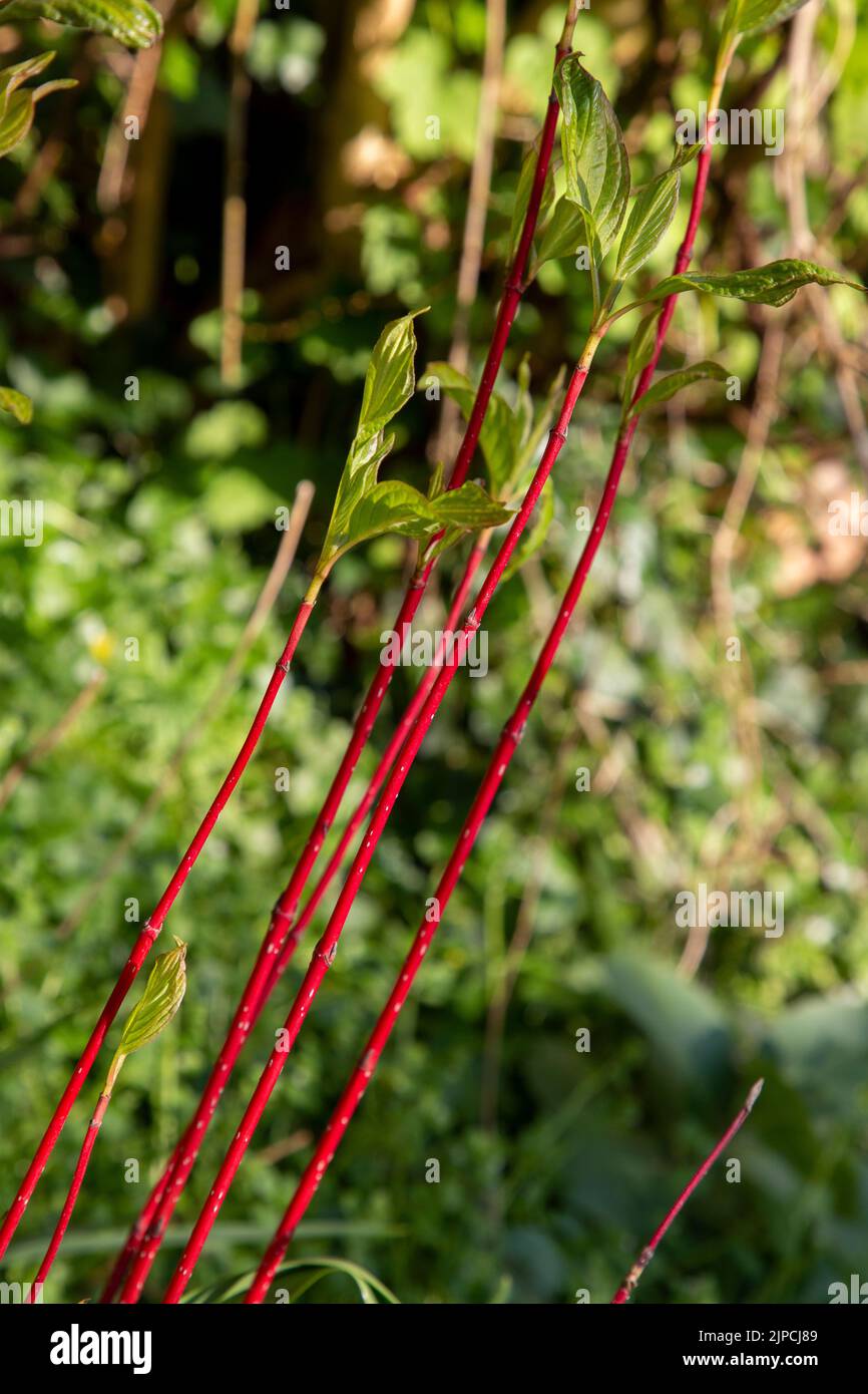 Cornus alba - Sibirica - Midwinter Fire - frische grüne Blätter auf rotem Rindenstiel Dogwood im Mai UK Stockfoto