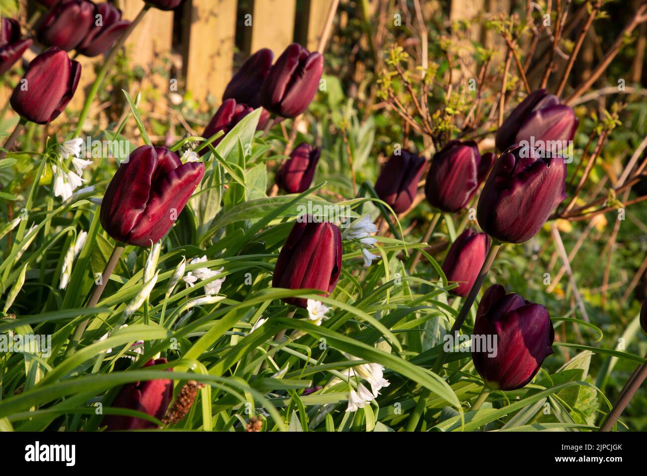 Garten mit var. Continental Tulip Tulpen Tulipa Blume blüht in einem Garten Grenze Frühling Frühling Frühling April Mai UK Stockfoto