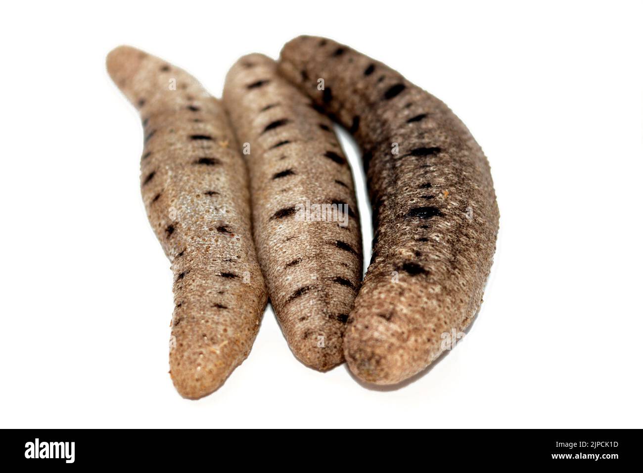 Seegurken isoliert auf weißem Hintergrund, Stachelhäuter aus der Klasse Holothoroidea, Meerestiere mit einer ledrigen Haut und einem länglichen Körper, die Stockfoto