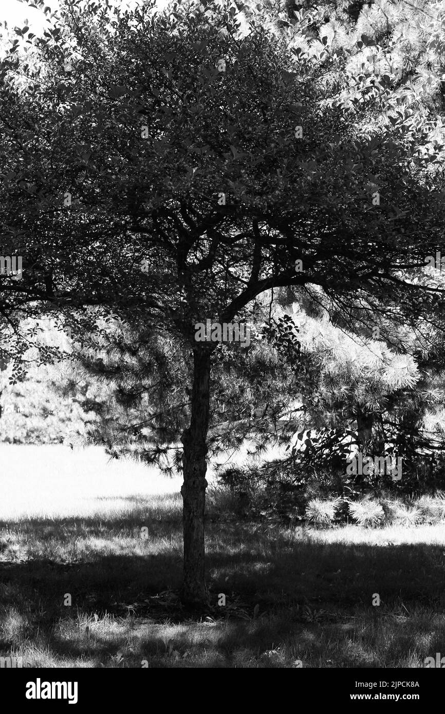 Ein schöner junger Baum, der auf der Sommerwiese in schwarz-weiß einfarbig wächst. Stockfoto