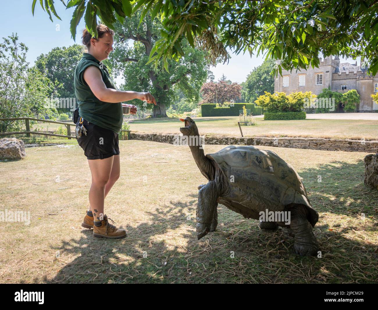 Im Cotswold Wildlife Park wird riesige Schildkröte mit Karotten gefüttert Stockfoto