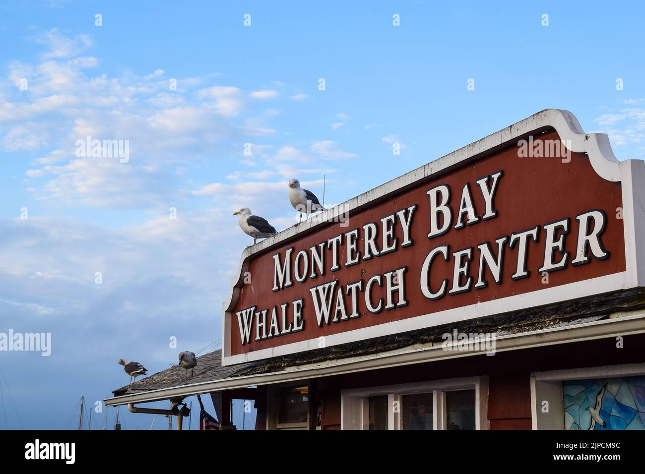 Möwen stehen auf dem Whale Watch Center Schild in Monterey's Fisherman's Wharf. Stockfoto