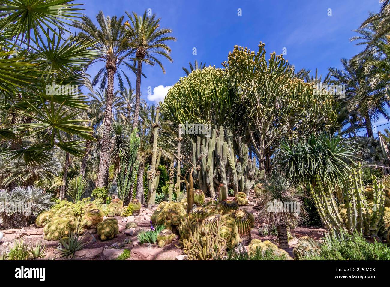 Palmeral von Elche. Botanischer Garten des huerto del cura in Elche, Alicante, spanien Stockfoto