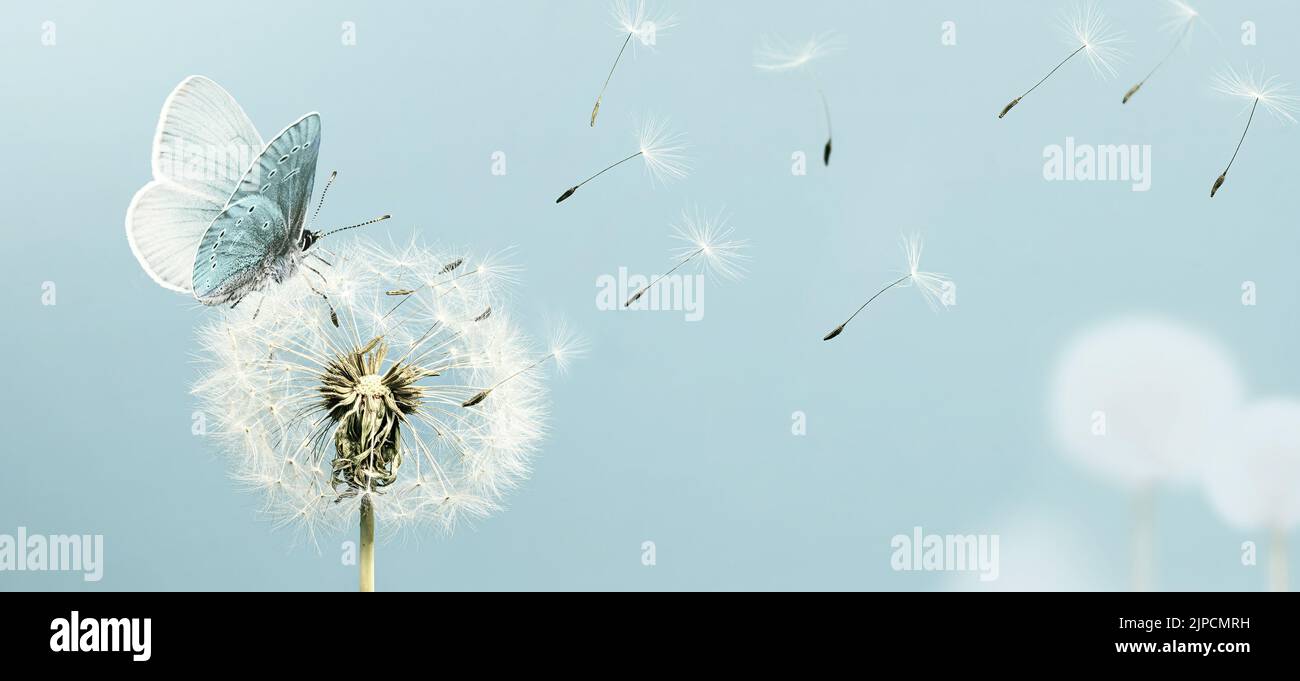 Dandelion und Schmetterling in der Nähe mit Samen, die im Wind wegwehen. Blasse Retro-Tonung Stockfoto