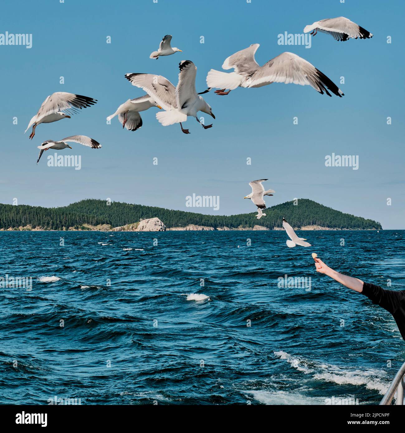 Menschenhand mit Brot für die Fütterung von Wildmöwen während einer Bootsfahrt auf dem Baikalsee, Russland. Stockfoto