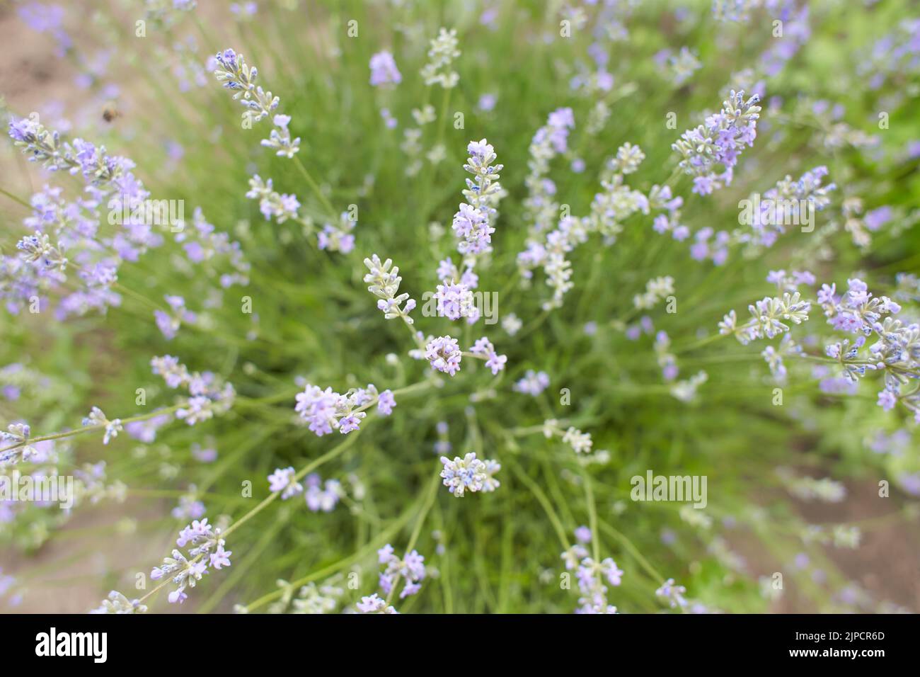 Blühende japanische Lavendelblüten aus nächster Nähe im grünen Sommergarten. Stockfoto