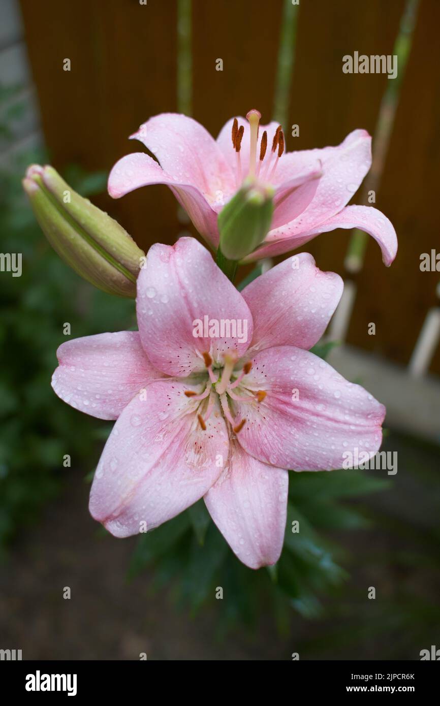 Zischende rosa asiatische Lilie, eine botanische Schönheit, isoliert in einem Garten. Lily in der Hütte im Garten. Nahaufnahme. Stockfoto