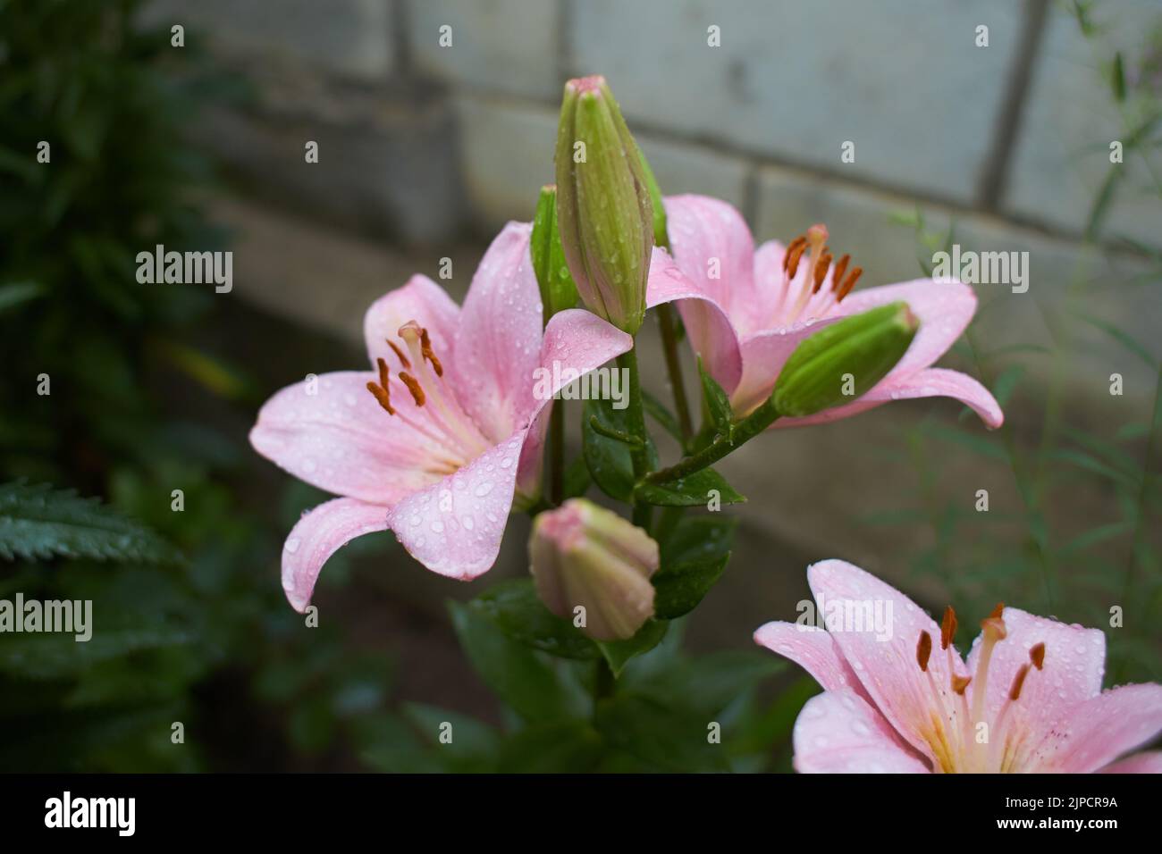 Zischende rosa asiatische Lilie, eine botanische Schönheit, isoliert in einem Garten. Lily in der Hütte im Garten. Nahaufnahme. Stockfoto