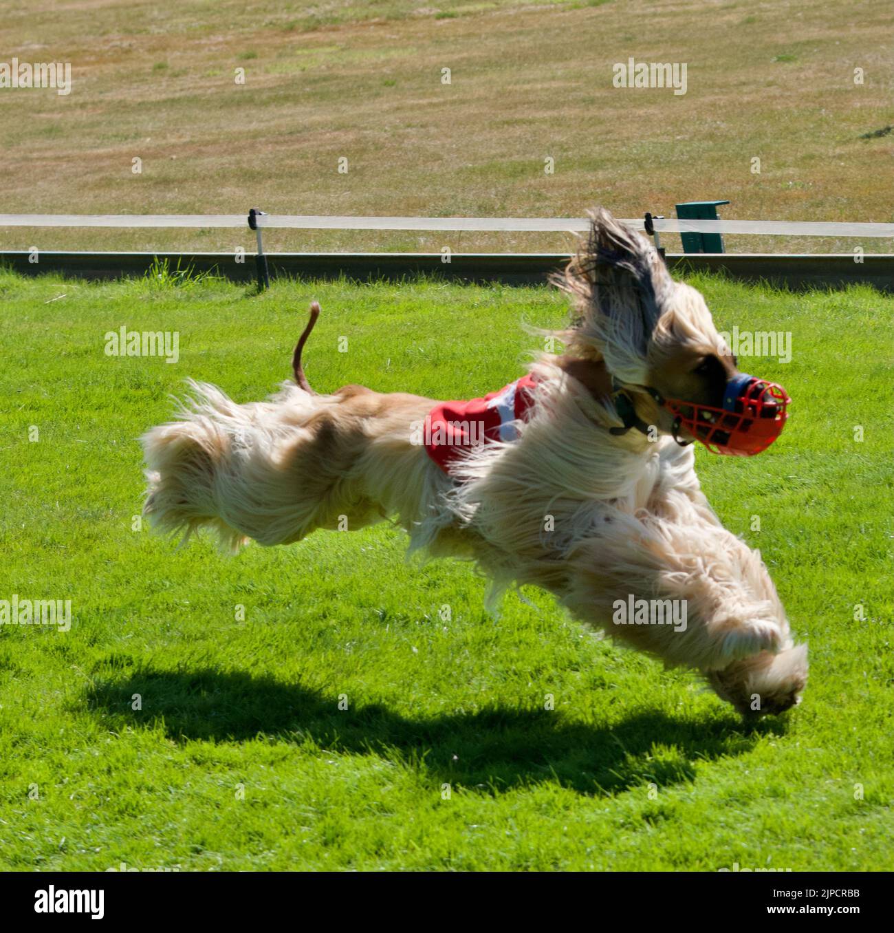 Ein afghanischer Hund, der an einem Wettbewerb teilnimmt Stockfoto