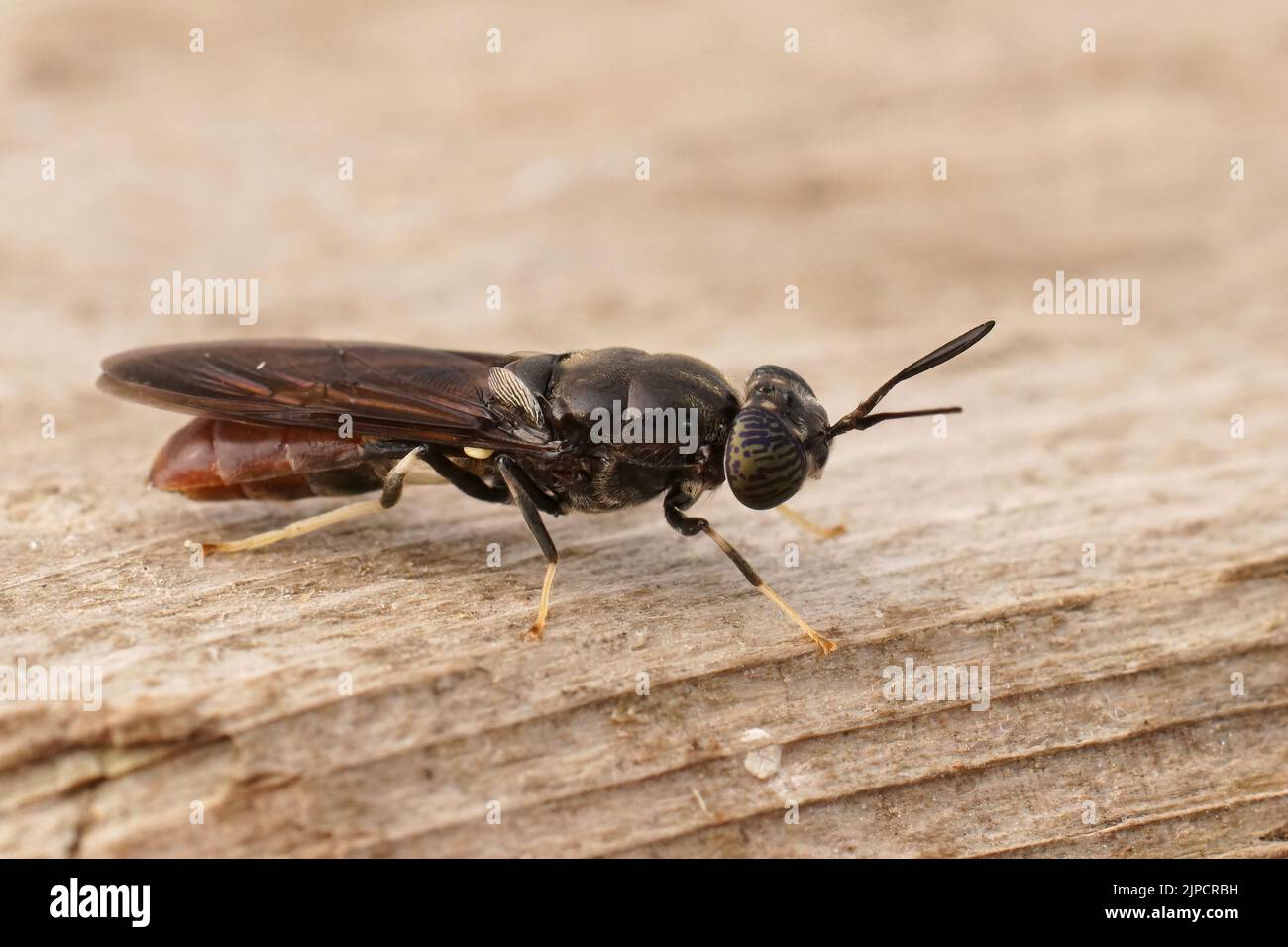 Detaillierte Nahaufnahme einer kosmopolitistischen Spezies, der schwarze Soldat fliegt, Hermetia illucens sitzt auf Holz Stockfoto