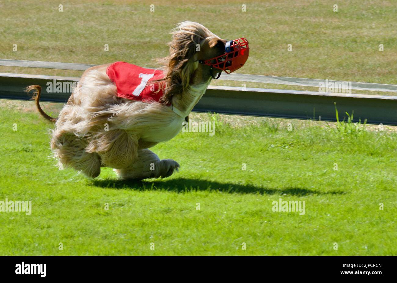 Ein afghanischer Hund, der an einem Wettbewerb teilnimmt Stockfoto