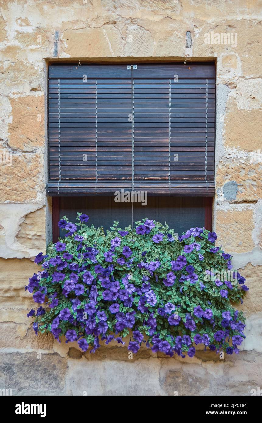 Altes Hausfenster mit violetten Blumen Stockfoto