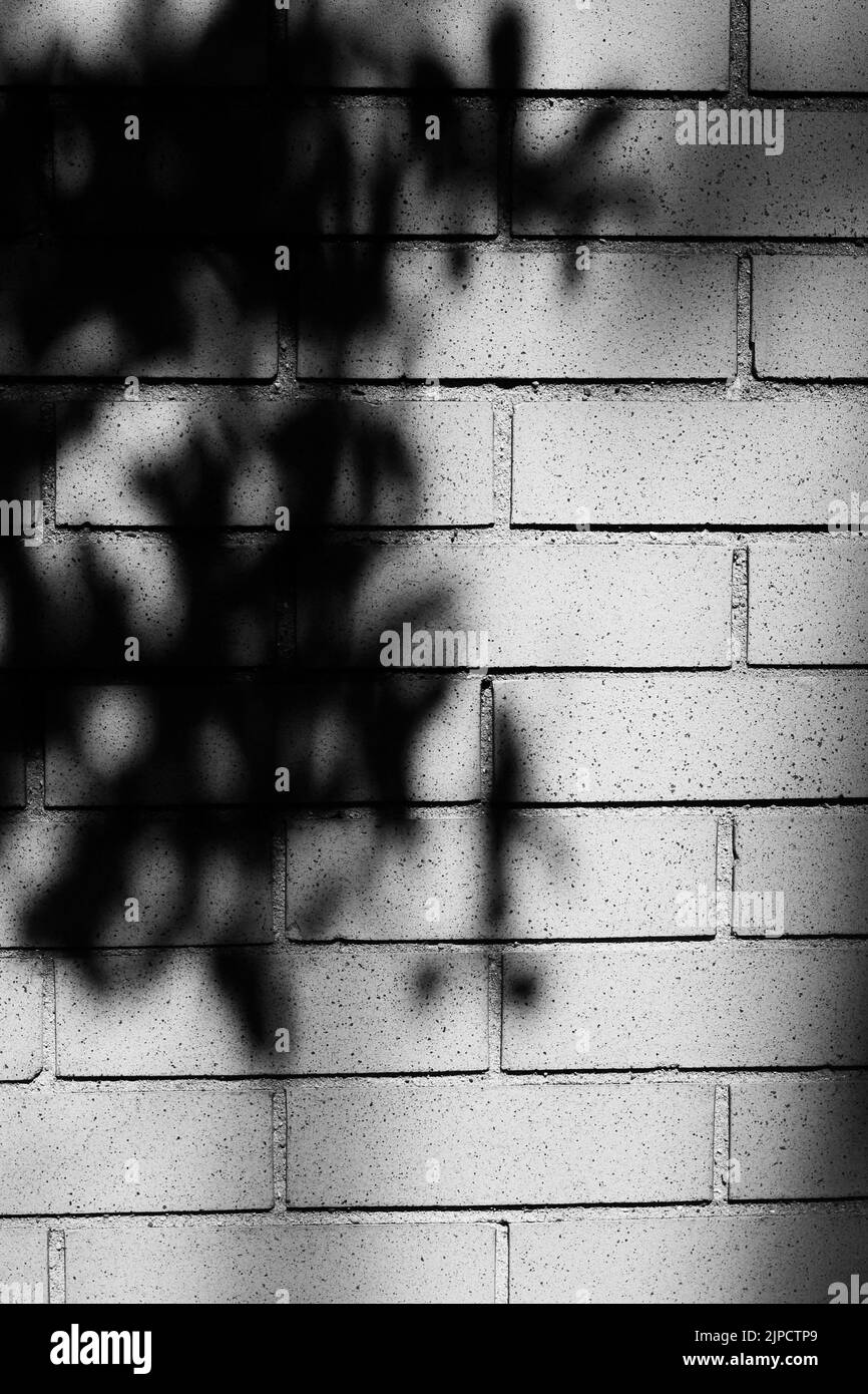 Schatten eines Baumes mit vielen Blättern, die auf eine Wand aus Industrieziegeln in Schwarz-Weiß-Schwarzweiß fallen. Stockfoto