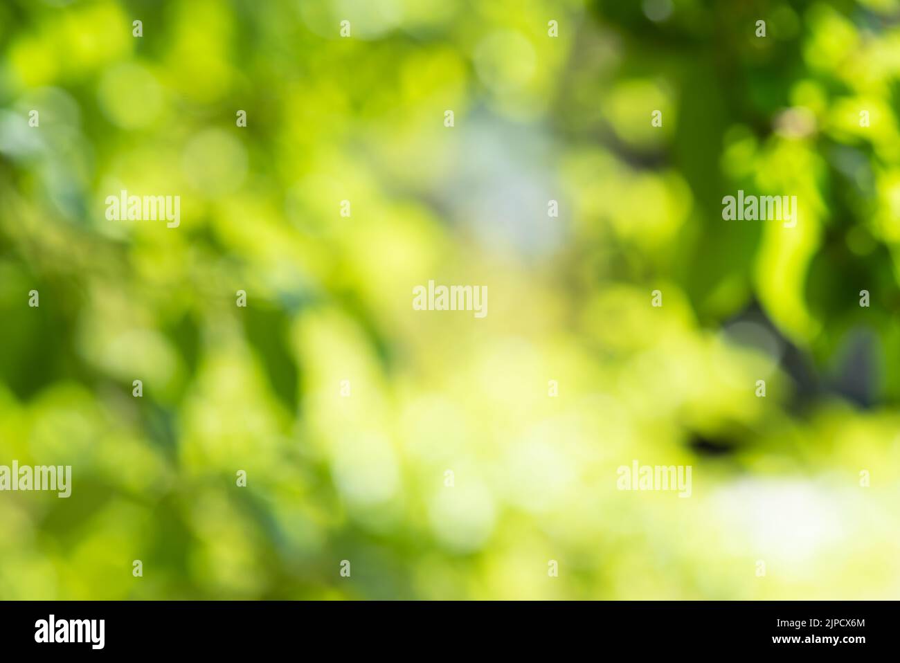 Natur helles Sommersonnenlicht. Grüner Bokeh-Hintergrund Stockfoto