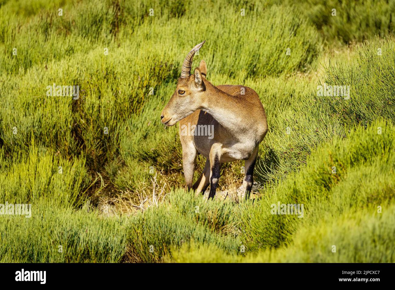 Die hispanische Ziege weidet auf einer grünen Wiese voller Pflanzen auf dem hohen Berg von Guadarrama, Spanien Stockfoto