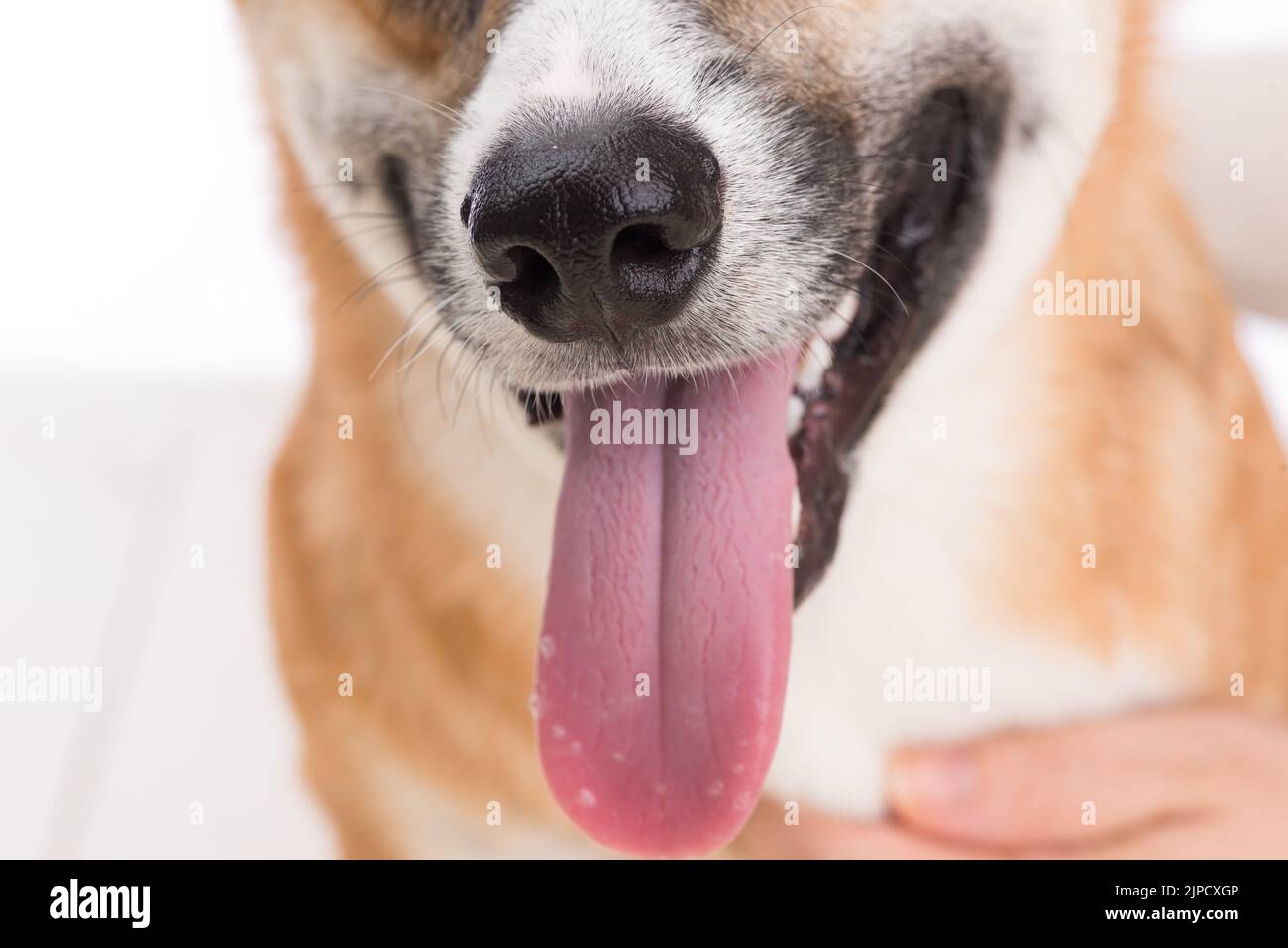 Nahaufnahme eines Hundes Zähne und Mund auf weißem Hintergrund. Stockfoto