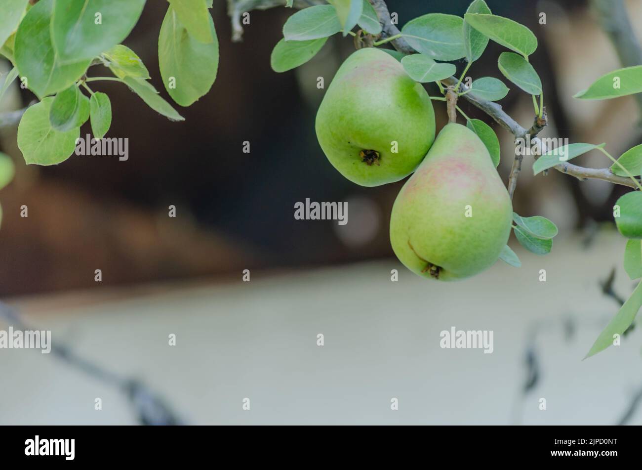 Birnenbaum mit seinen Früchten im Sommer. Reife Birnenfrüchte hängen an einem Ast Stockfoto