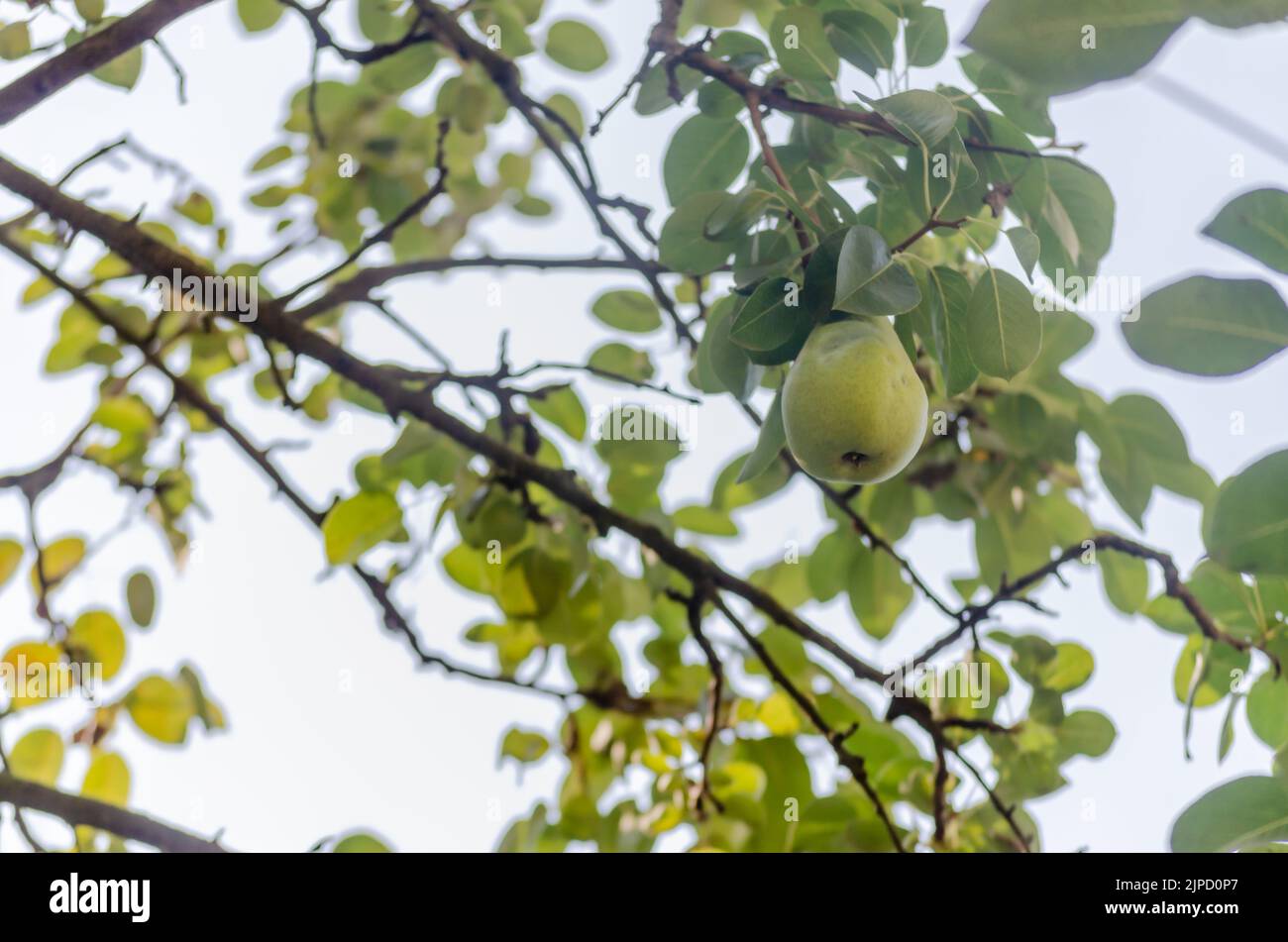 Birnenbaum mit seinen Früchten im Sommer. Reife Birnenfrüchte hängen an einem Ast Stockfoto