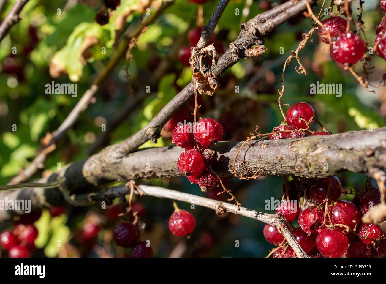 Rote Beeren auf einem Zweig Stockfoto