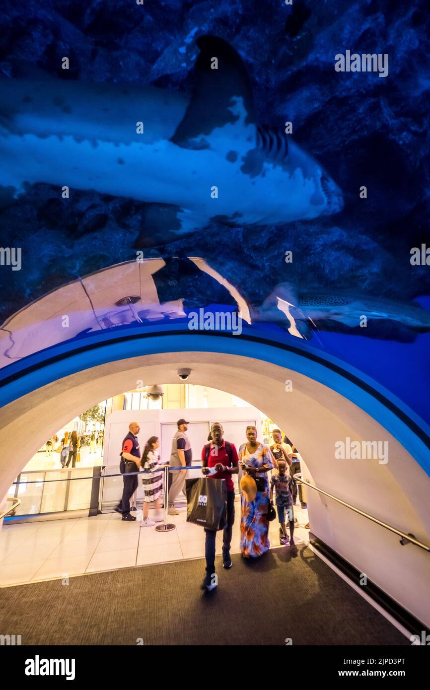 Menschen, die durch den Tunnel auf dem Boden des riesigen Fischtanks im Dubai Aquarium Aquatic Zoo in Dubai, VAE, gehen und Fische und Haie beobachten Stockfoto