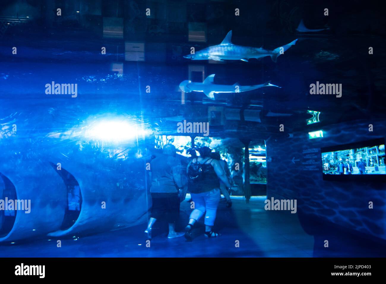 Blick auf Menschen, die in einem Aquarium des Dubai Aquariums, VAE, inmitten von Haien durch den Tunnel laufen - von außen aufgenommen Stockfoto