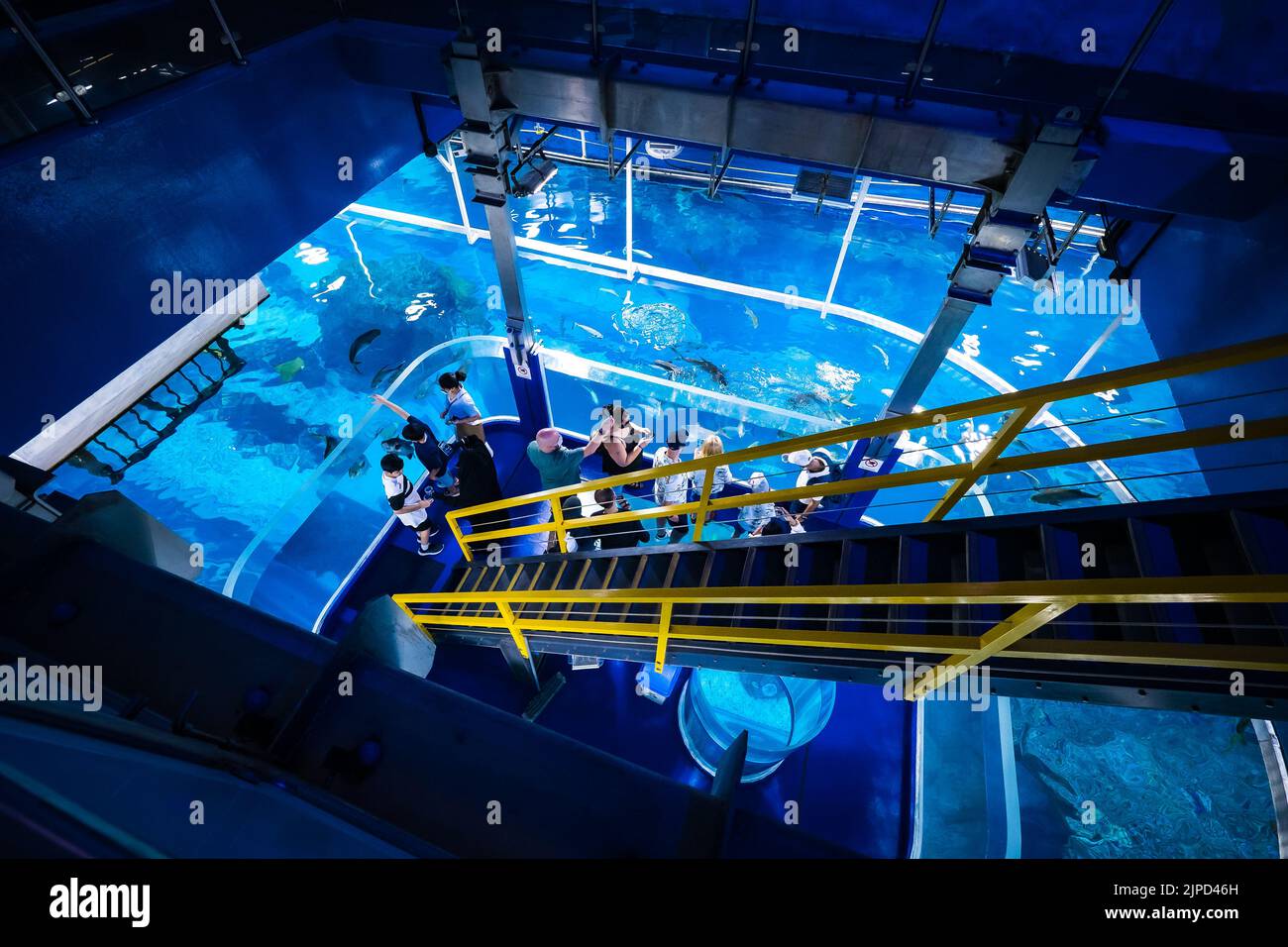 Auf der Plattform für die Fischfütterung im Unterwasser-Zoo im Dubai Aquarium in Dubai, VAE, haben Sie einen Blick auf die Menschen, die große Fische füttern und beobachten Stockfoto Auf der Plattform für die Fischfütterung im Unterwasser-Zoo im Dubai Aquarium in Dubai, VAE, haben Sie einen Blick auf die Menschen, die große Fische füttern und beobachten Stockfoto