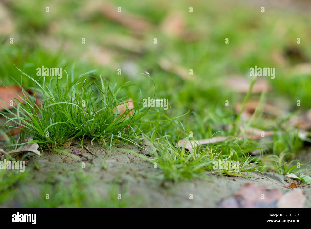 Carex Remote Sedge ist eine mehrjährige Grasart in den Familienseggen. Die Arten in der Gattung Carex, sind in Europa heimisch, das Atlasgebirge in Stockfoto