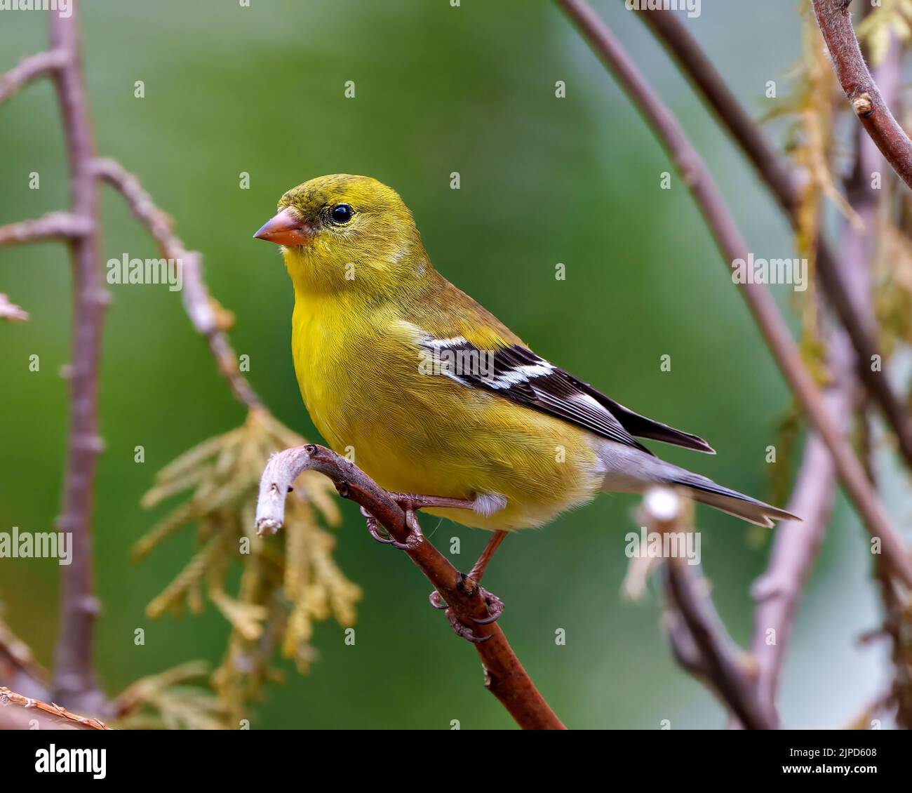 Der Vogel des gelben Waldsänger thront auf einem Zweig mit unscharfem Hintergrund in seiner Umgebung und seinem Lebensraum und zeigt eine gelbe Feder des Gefieders. Stockfoto